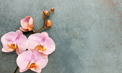 Pink spa orchid theme objects on pastel background. - obrazy, fototapety, plakaty