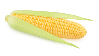 Fresh whole half peeled corn cob isolated on a white background.