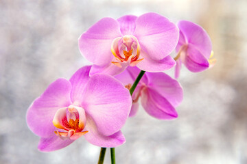Fototapeta na wymiar Purple orchid branch on white winter background 