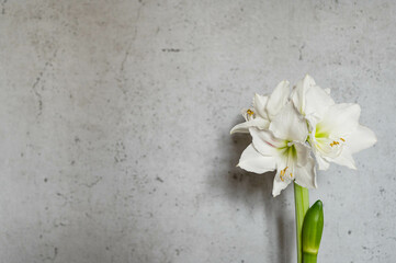 Close-up white amaryllis flower in grey wall cement background with copy space.