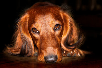 Portrait of a long-haired dachshund in bright red on a dark background. A dog with a thoughtful, sad look. Shiny, well-groomed coat. Close-up.