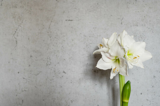 Close-up white amaryllis flower in grey wall cement background with copy space.
