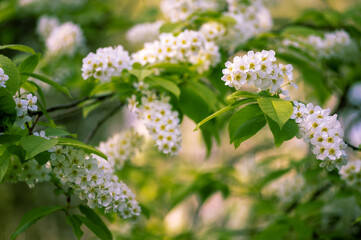White flowers in a lush cherry blossom on a tree branch on a blurry garden background on a sunny spring morning. Background. Selective focus