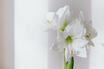 White amaryllis flower on white ibackground with natural lighting andn copy space.