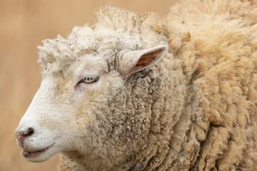 ふわふわなヒツジ