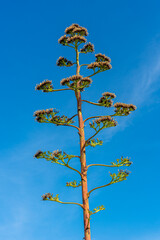 Inflorescence of an Agave in the south of Crete