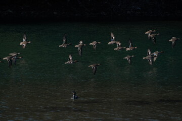 teal in flight