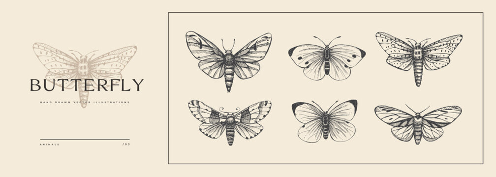 Set of hand-drawn butterflies. Insects in vintage style. Vector illustration for animalistic background. Design element for postcard, poster, cover, invitation.
