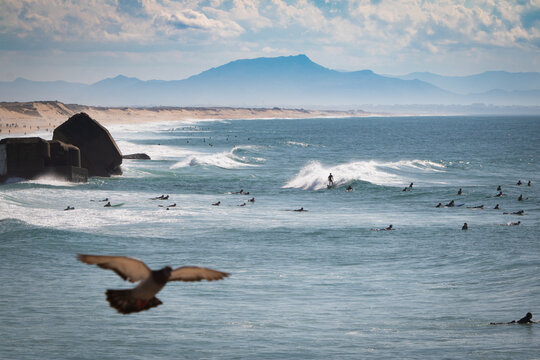 pigeon overflying beautiful seascape of capbreton in France with surfers surfing huge waves, mountain in the back