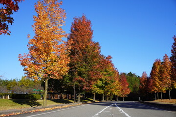 紅葉したアメリカ楓の並木