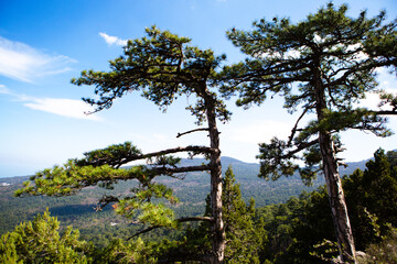 Two tall green pines in the mountains