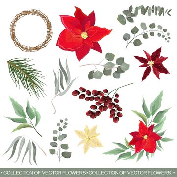 Vector set for Christmas design. Poinsettia flowers, fir branches, berries, wooden wreath, eucalyptus, plants and leaves. Floral design elements on a white background.