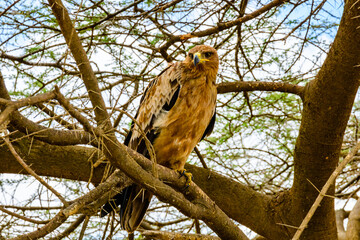 Fototapeta na wymiar Tawny eagle (Aquila rapax) on a branch of tree at Serengeti national park, Tanzania