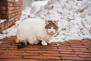 White cat resting on the trail, lying on his back