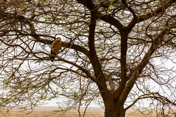 Tawny eagle (Aquila rapax) on a branch of tree at Serengeti national park, Tanzania
