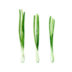 Fresh scallion isolated on white background. Watercolor illustration with green onion. Food hand drawn clipart.