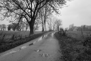 Feldweg mit Pfützen nach dem Regen