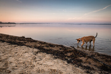 dog drinking water in lake in beautiful sunrise