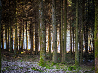 footpath in the woods