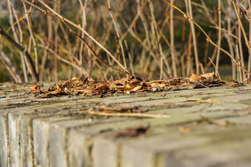 The dead leaves on the wall are dry in winter