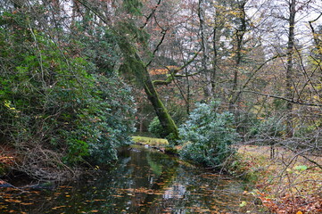 Herbst Landschaft im Park Halifax in Soltau, Niedersachsen