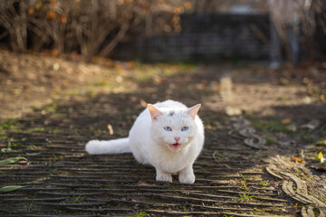 The white cat rests on the tummy on the trail