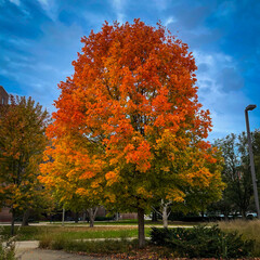Naklejka premium autumn in the park
