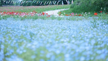 くりはま花の国のネモフィラとポピーと鯉のぼり1
