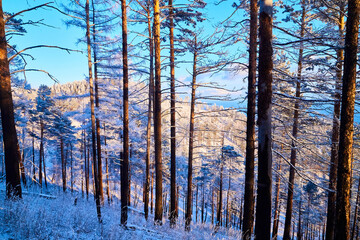 Pine trees on a hillside or mountain and blue sky in the background in Siberia near Lake Baikal in Russia