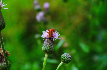 Cirsium arvense flowers with red bug on meadow, close up view