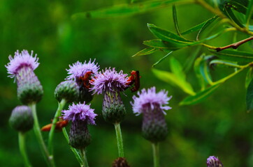Cirsium arvense flowers with red bug on meadow, close up view