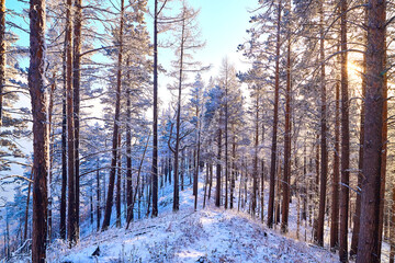 Fototapeta premium Pine trees on a hillside or mountain and blue sky in the background in Siberia near Lake Baikal in Russia