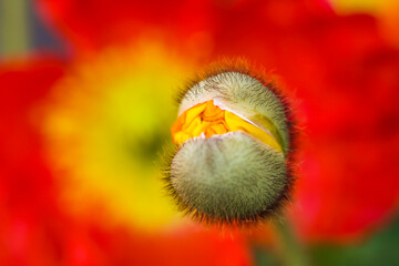 An early Iceland Poppy bloom with a mature  bloom in the background
