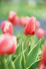 赤いチューリップ1