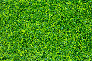 Green grass texture background Top view 