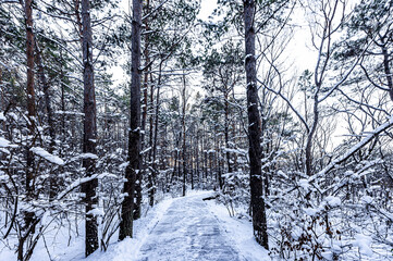 Winter scenery of the North Lake National Wetland Park in Changchun, China under the sunset
