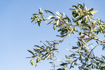 Closeup shot of green unripe olives growing on a tree - 474644863
