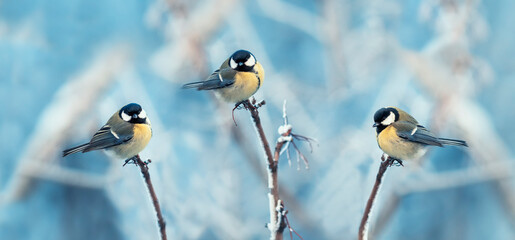 vertical background with three beautiful chickadee birds sitting on tree branches in winter park