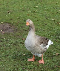 white goose on a grass