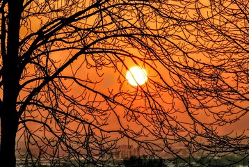 zachód słońca, słońce, światło, pomarańcz, widok, drzewo, gałęzie, horyzont, niebo, ...