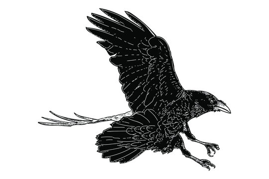 black bird flying vector illustration isolated on white background