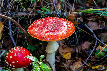 The toxic mushroom Amanita muscaria at Kendlmuehlfilz near Grassau, an upland moor in Bavaria, Germany