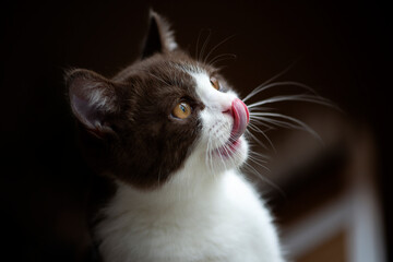 British Short hair cat with bright yellow eyes licking with tongue isolated on dark brown background