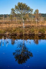 Kendlmuehlfilz near Grassau, an upland moor in Southern Bavaria, Germany