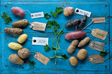 Studio shot of different variety of tagged potatoes lying on blue painted wooden surface