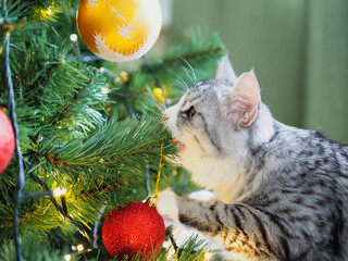 Grey cute funny cat playing with Christmas balls at the Christmas tree. Winter holidays. Pet and holiday