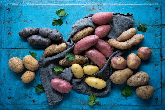 Studio shot of different variety of raw potatoes lying on blue painted wooden surface