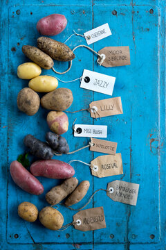 Studio shot of different variety of tagged potatoes lying on blue painted wooden surface