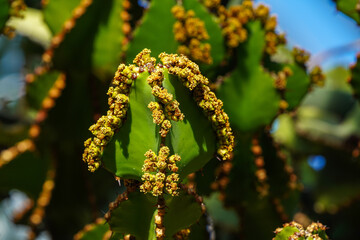 Close view of Transvaal candelabra tree, or bushveld candelabra euphorbia