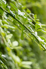 Dewdrop hanging o a small green branch.